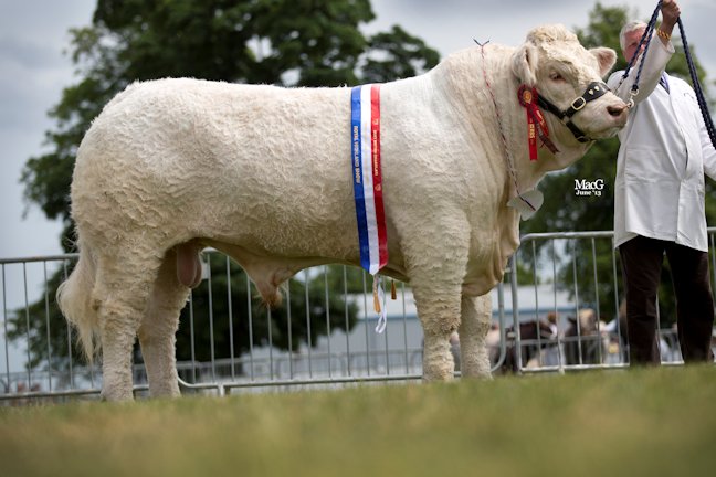 Maerdy Grenadier - Male Champion and Continental Beef