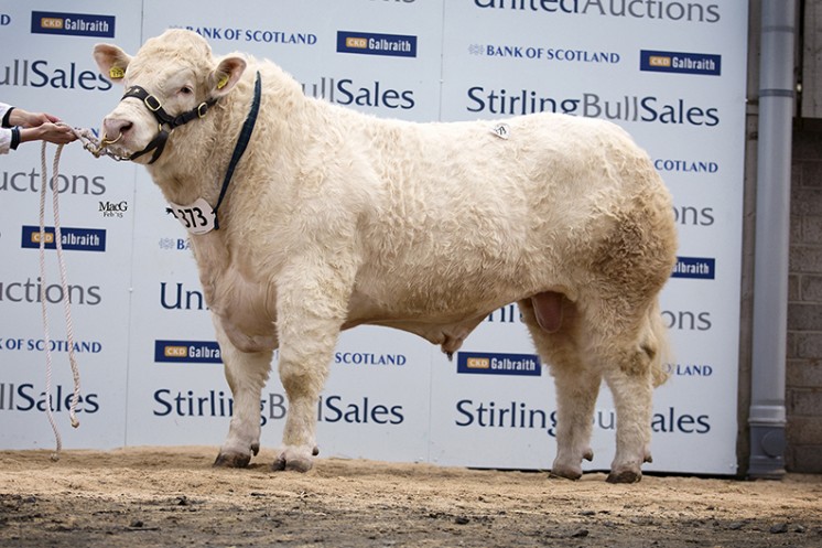 Alsnow Imperial at 12,000gns