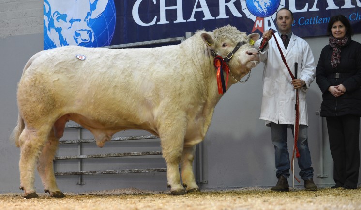 Altnaveigh Galileo - 3,800gns -  intermediate male champion owned by Sam Thompson with sponsor Anne McCrory Danske Bank