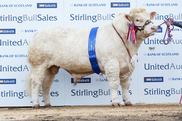 Balthayock Imperial the Senior Champion at 11,000gns