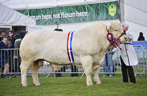 Sportsmans Columbo, the Suoreme Charolais with Andy Patterson