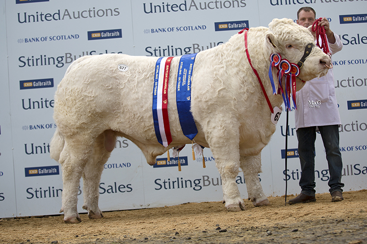 The Intermediate and Supreme Champion Culford Hector at 14,000gns