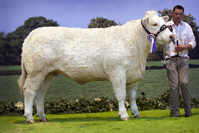 Female and overall-supreme champion Rumsden Gamble from R Tremayne and M Hanson