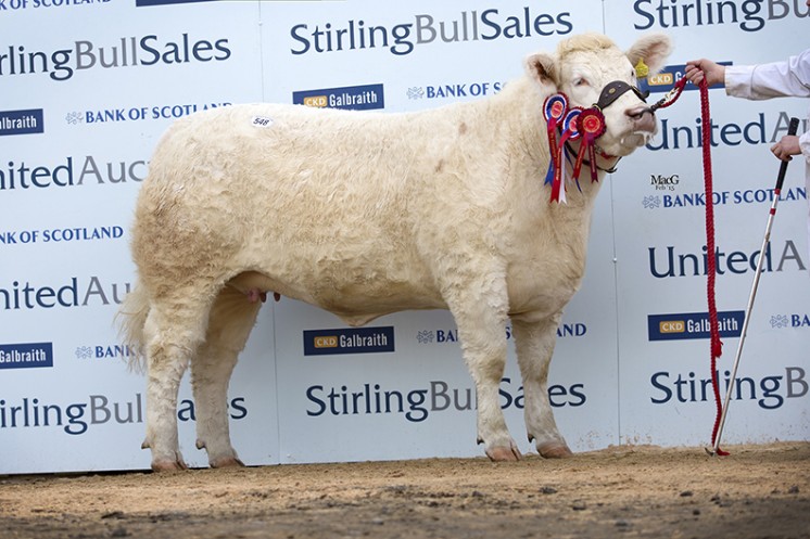 Goldies Happy the Female Champion at 4,000gns