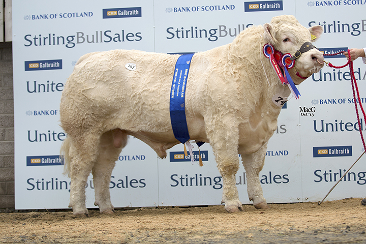 Goldies Hotspur at 14,000gns