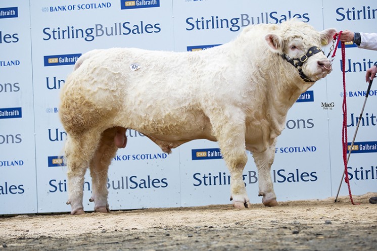 Goldies Idole at 9,000gns