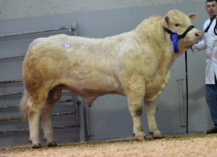 Innisrush Gold 5000gns owned by John Whyte & Sons