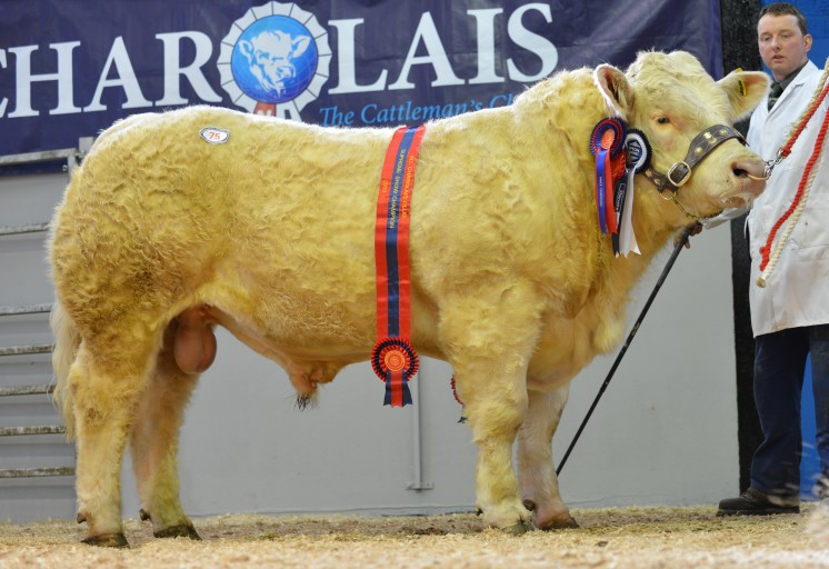Junior male, overall male and supreme champion Tullygarley General - 5,500gns - exhibited by Richard Currie