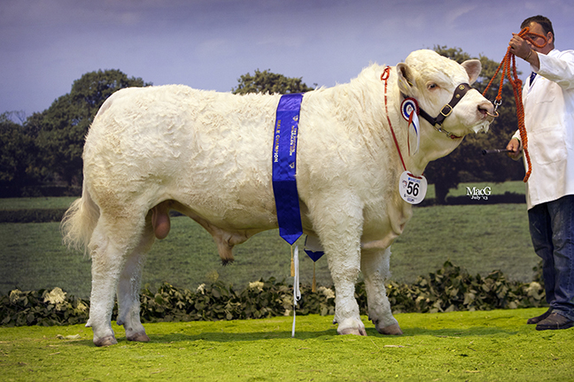 Male & Reserve Overall Champion Culford Hector from D & D Knox