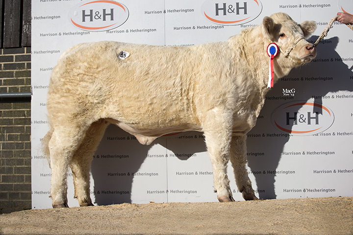 Midas Heather the Overall Cracker Female Champion sold for 3,900gns