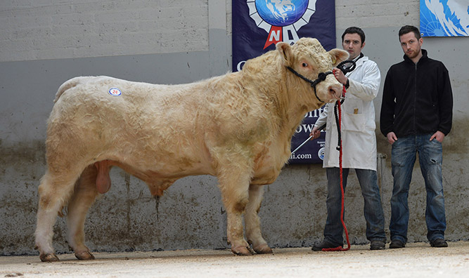 Moorlough Harry at 3,900gns with McBride Brothers