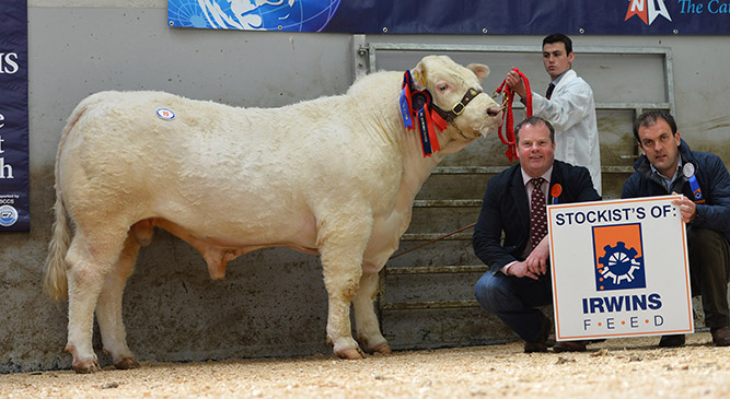 Solitude Hannibal 3,600gns Reserve Supreme Champion owned by J W McMordie with judge David Connolly, Ian Cummins Irwins Feeds