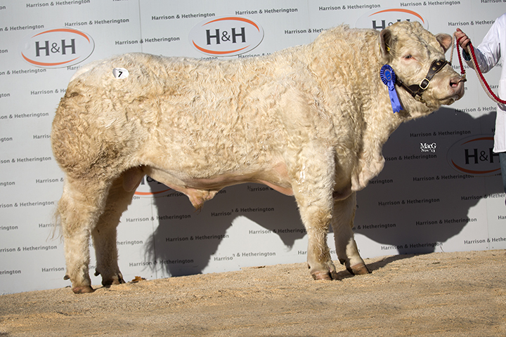 Thrunton Highclass, the Reserver Overall Male Champion topped the sale at 7,000gns 