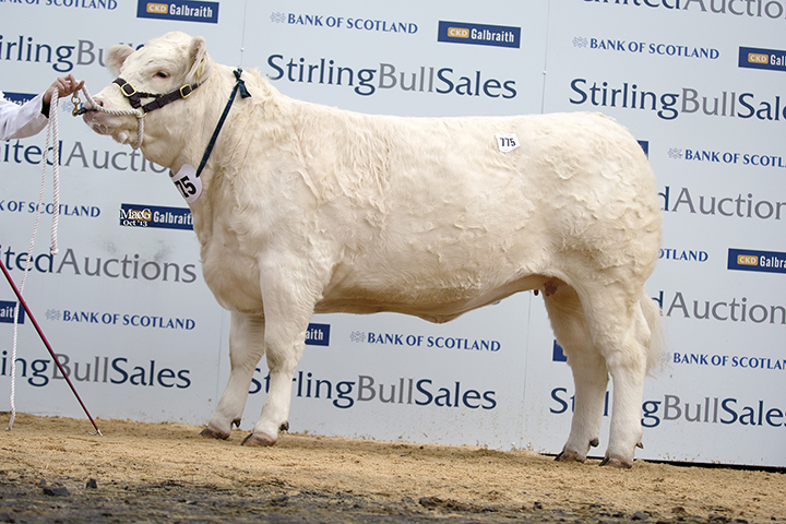 Vexour Galina, the Female Champion at 7,000gns