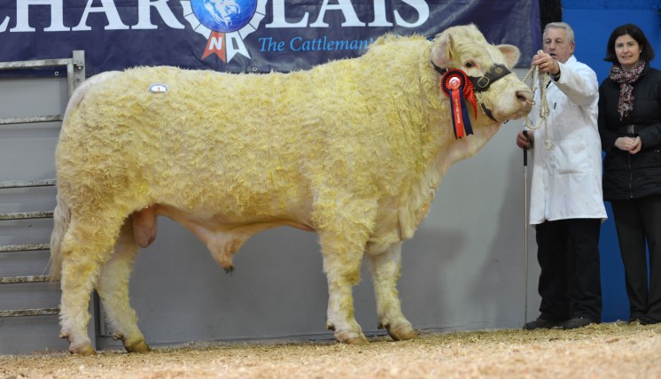 Tandaragee General - 3,900gns - senior male champion owned by P McCrory, handler Barney O'Kane with Anne McCrory Danske Bank
