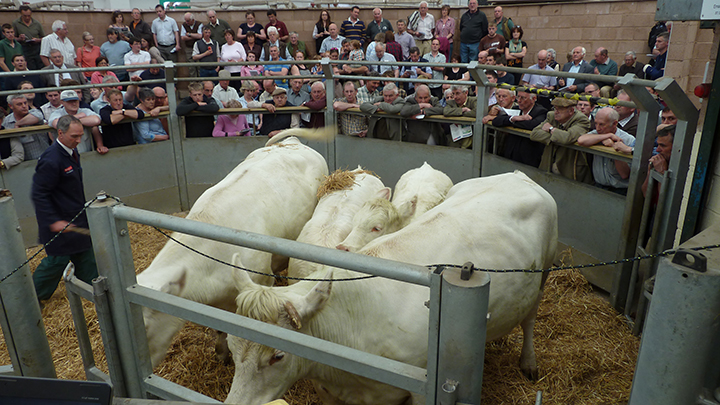 The first lot into the ring, Louis Celandine sold for 3,400 gns at the Louis dispersal sale on behalf of Messrs Staddon 