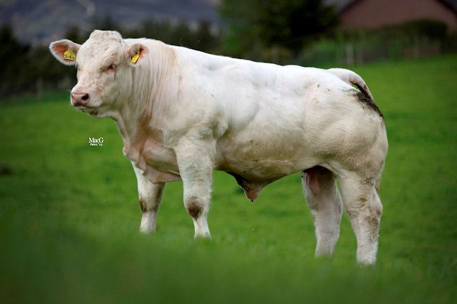 Blelack Horace one of the three bull calves for sale