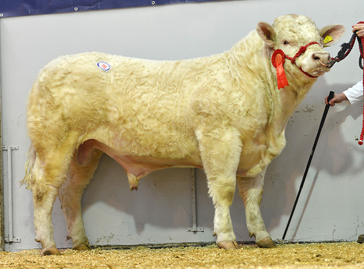 Mountain Ideal at 5,000gns