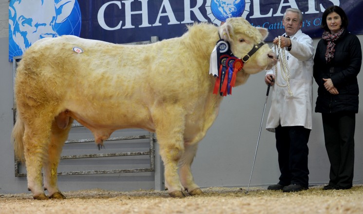 Bellarena Geronimo-4100gns-reserve-junior-male-and-reserve-supreme-champion-exhibited-by-Barney-OKane-with-Anne-McCrory-Danske-Bank