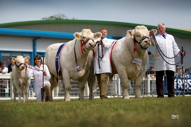 Elgin Catherine and Maerdy Grenadier were the Charolais champion and reserve and went on to win the Beef Pairs interbreed championship