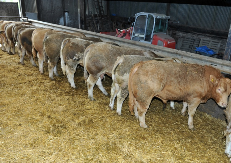 cattle lined up to feed