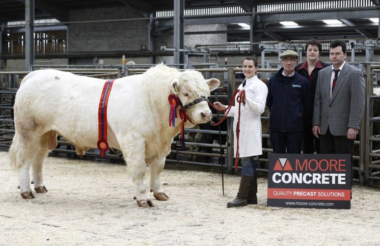 Kathryn Marshall exhibiting the champion Crosskeys Gomesy, accompanied by Cameron Marshall, Keri McGivern of Moores Concrete and judge Danny McKay