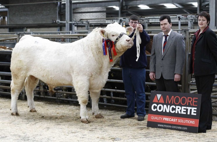 Philip Hammond exhibiting the Reserve Champion Tullylagan Gallant, sold for 2,900gns with Keri NcGivern of Moores Concrete and judge Danny McKay