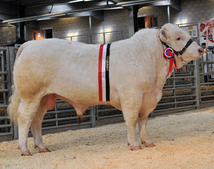Beanhill Henry the Reserve Champion at 4,800gns