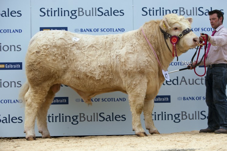 First prize winner Ballindalloch Glenlivet from R Irvine and F G Lawson, Ballindalloch, Aberdeenshire was one of the three sale leaders at 6,500gns. 