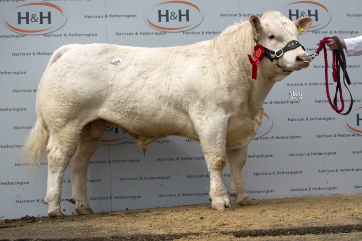 Balmyle Harlequin at 9,000gns