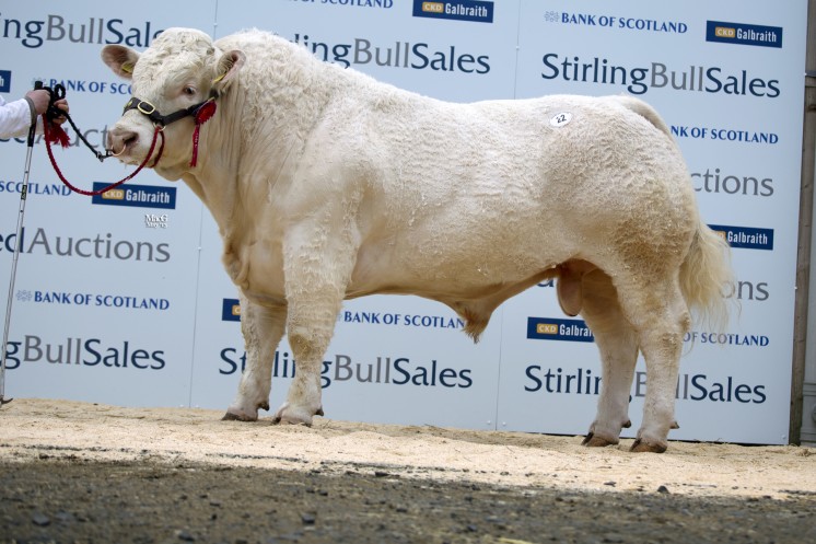 Balthayock Goliath took 6,500gns for breeder Major D F W H Walter, Perth, Perthshire after coming first in his class.