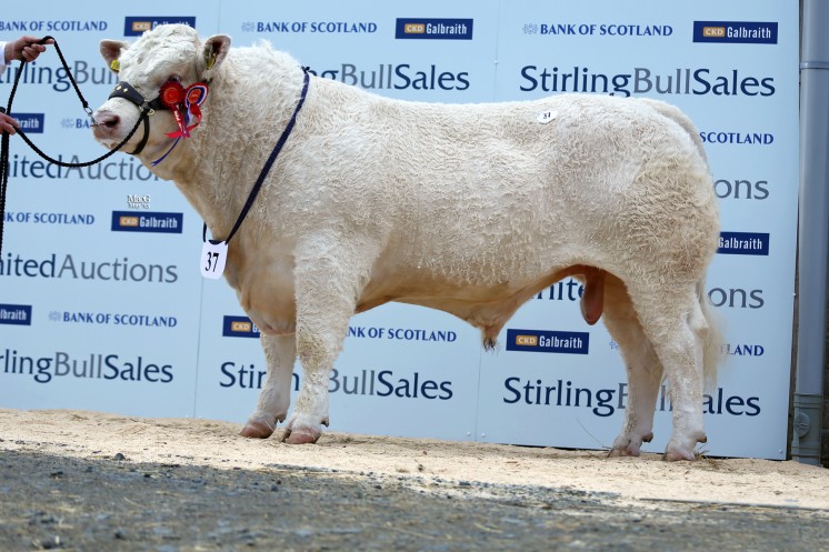 The breed’s champion Clyth Gizmo sold for 6,500gns to Dalhanna Farming, Castle Douglas, Dumfries and Galloway.