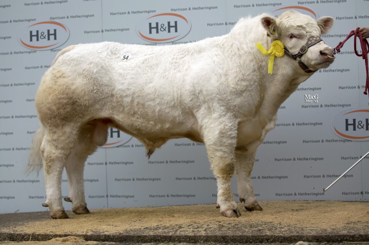 Corrie Goldmedal at 10,500gns