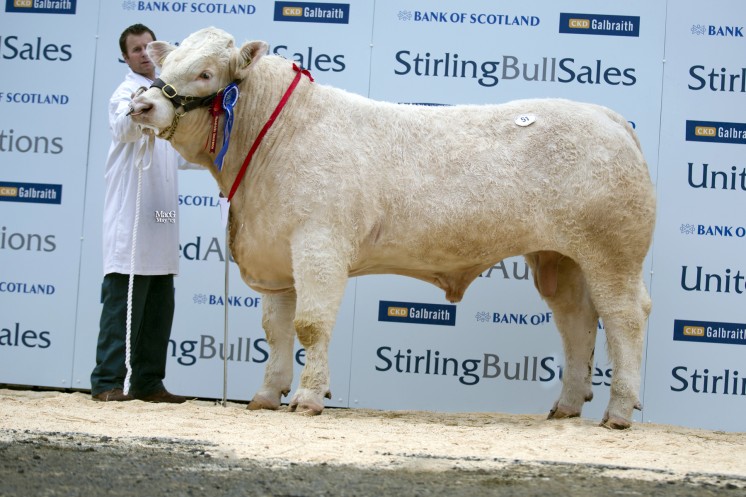 The reserve champion Mornity Glengarry commanded 5,500gns for breeders Mornity Farms, Blairgowrie, Perthshire.  