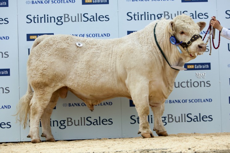 Thrunton Glenisla was the highest priced of the Thrunton entry from J H C Campbell and Sons, Alnwick, Northumberland, at 6,000gns. 