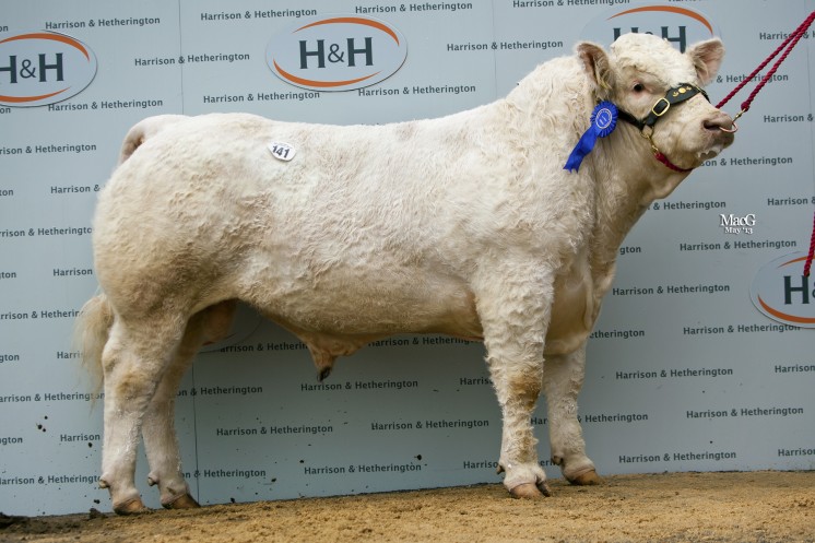 Westcarse Houdini at 14,000gns