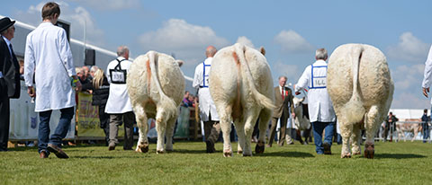 Winning Interbreed group Pubble Goldie, Coolnaslee Diane & Rumsden Fawkes
