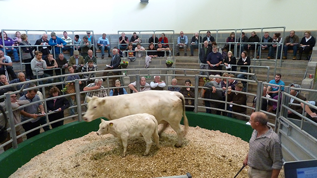 The Top priced cow Saxon Cocarde and her bull calf sold for 2,800gns