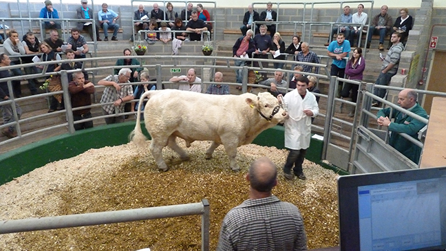 Christopher Conley and James Vooght put the 5,000gns Saxon Etigny through the sale ring