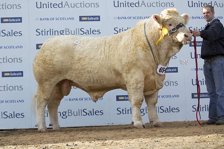 Carscreugh Hernando sold for 10,500gns