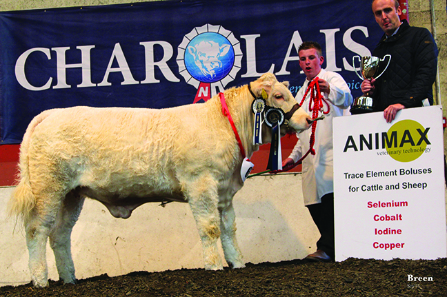 Champion Young Handler Alan Burleigh with sponsor Neil Acheson  ANIMAX at National Charolais Show in Fintona