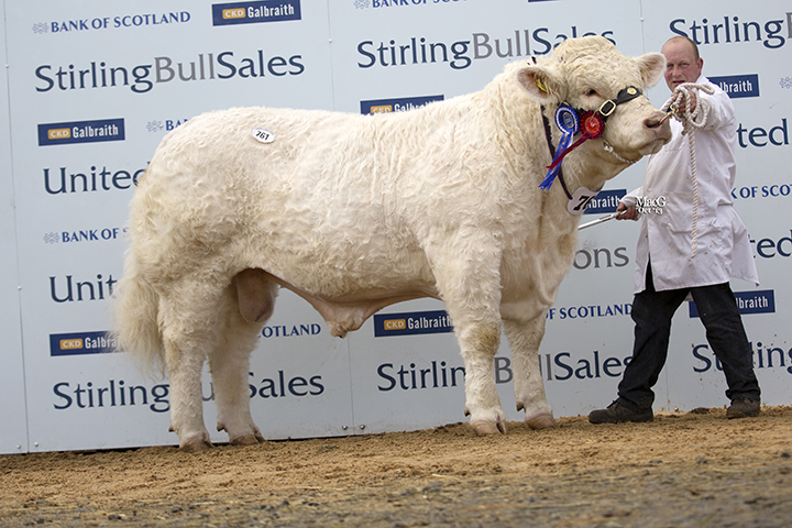 Charbron Honourable the reserve junior champion sold for 9,500gns