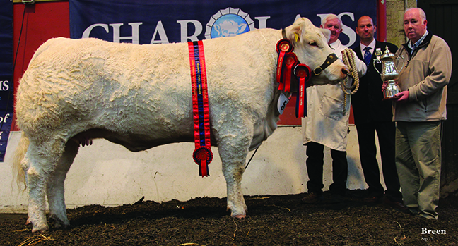 Coolnaslee Gracious Supreme Female in Show owned by GJ Crawford and exhibitied by Andy Patterson with Ian Bell Judge 