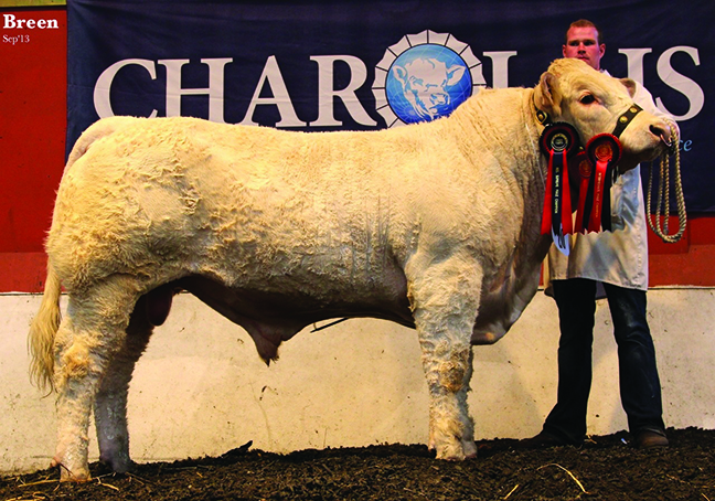Coolnaslee Hussar Intermediate Bull Champion owned by Mr G J Crawford and exhibitied by Stuart Wilson