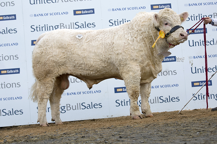 Goldies Hardy sold for 8,000gns