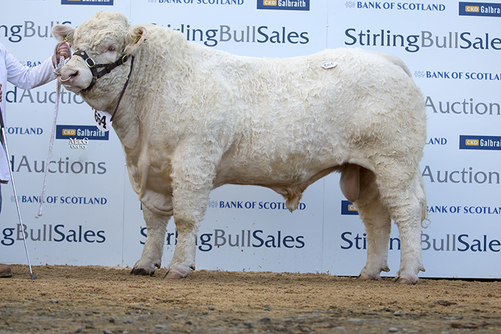 Gretnahouse Hasty at 8,000gns