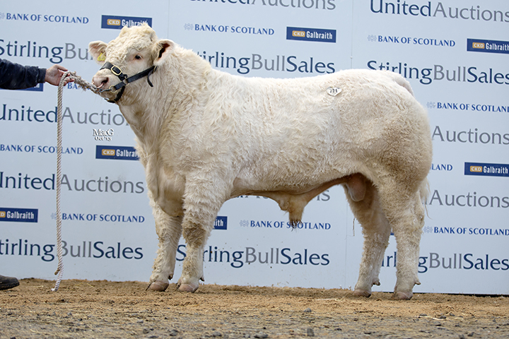 The 9,500gns Maerdy Harrypotter
