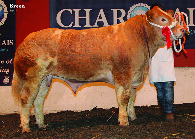 Reserve Commercail Champion Ted owned by James Alexander Jalex Herd at National Charolais Show