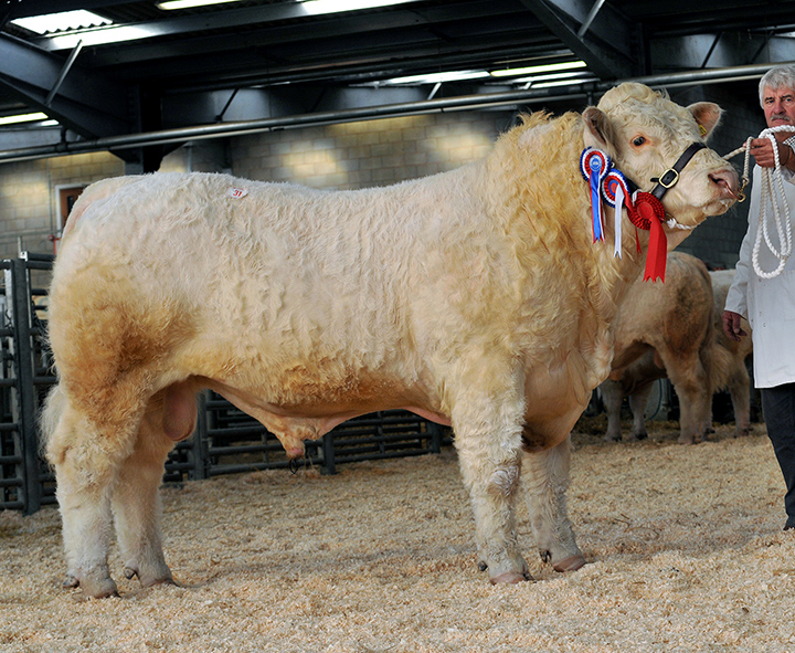 Overall Reserve Champion, Seawell Harvey at 4,000gns