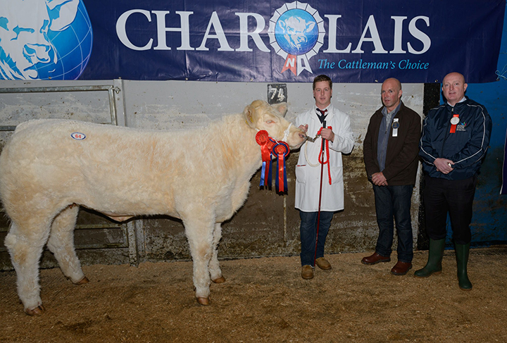 Sale leader and supreme champion Corrick Honey at 6,100gns